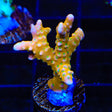 RRC Tropicana Anacropora Coral