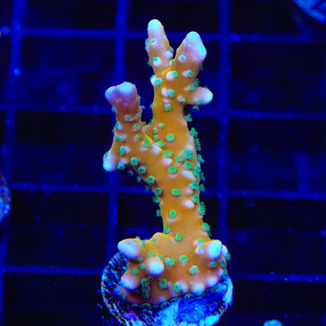 RRC Tropicana Anacropora Coral