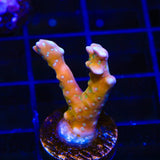 RRC Tropicana Anacropora Coral