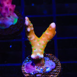 RRC Tropicana Anacropora Coral