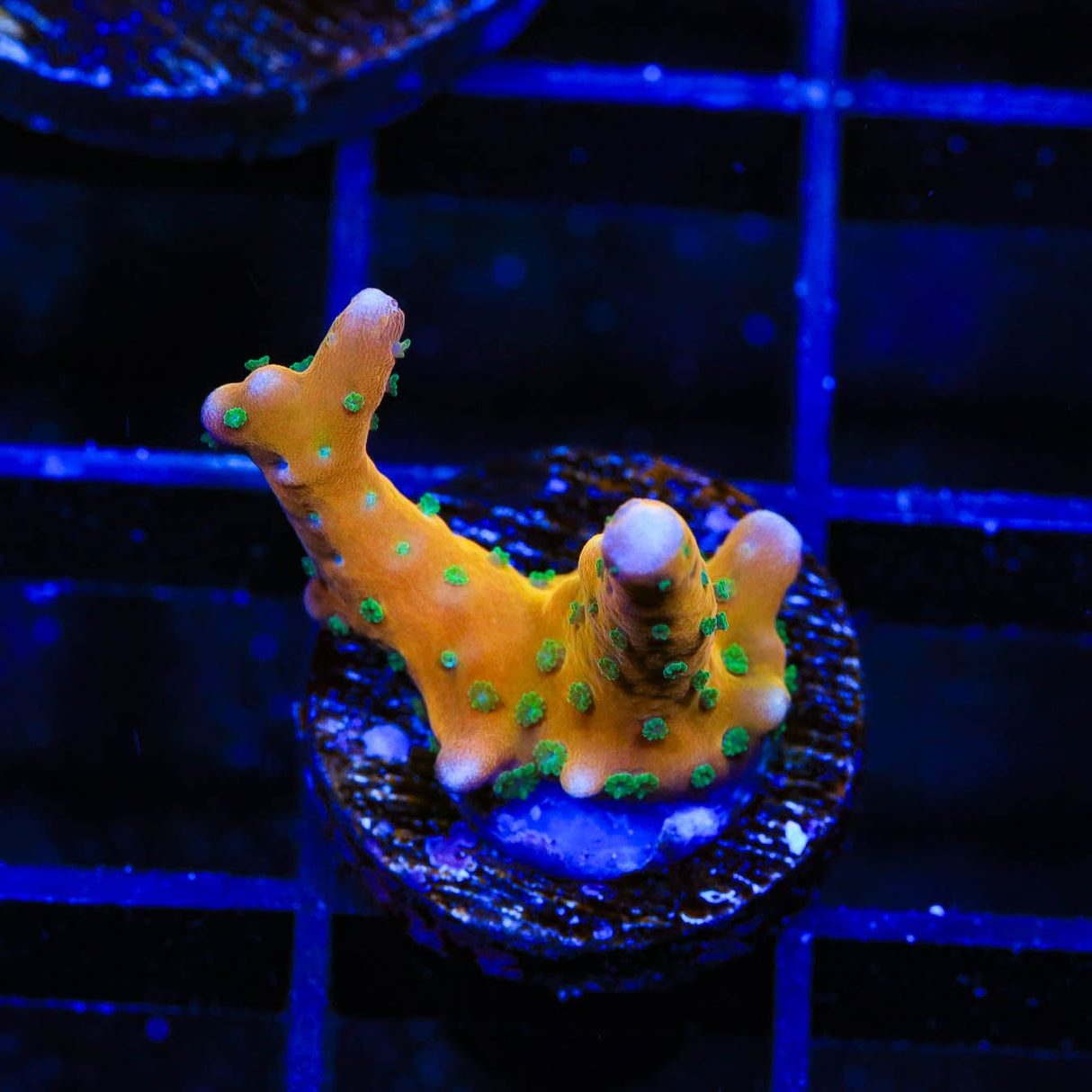 RRC Tropicana Anacropora Coral