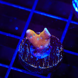 RRC Tropicana Anacropora Coral