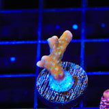 RRC Tropicana Anacropora Coral