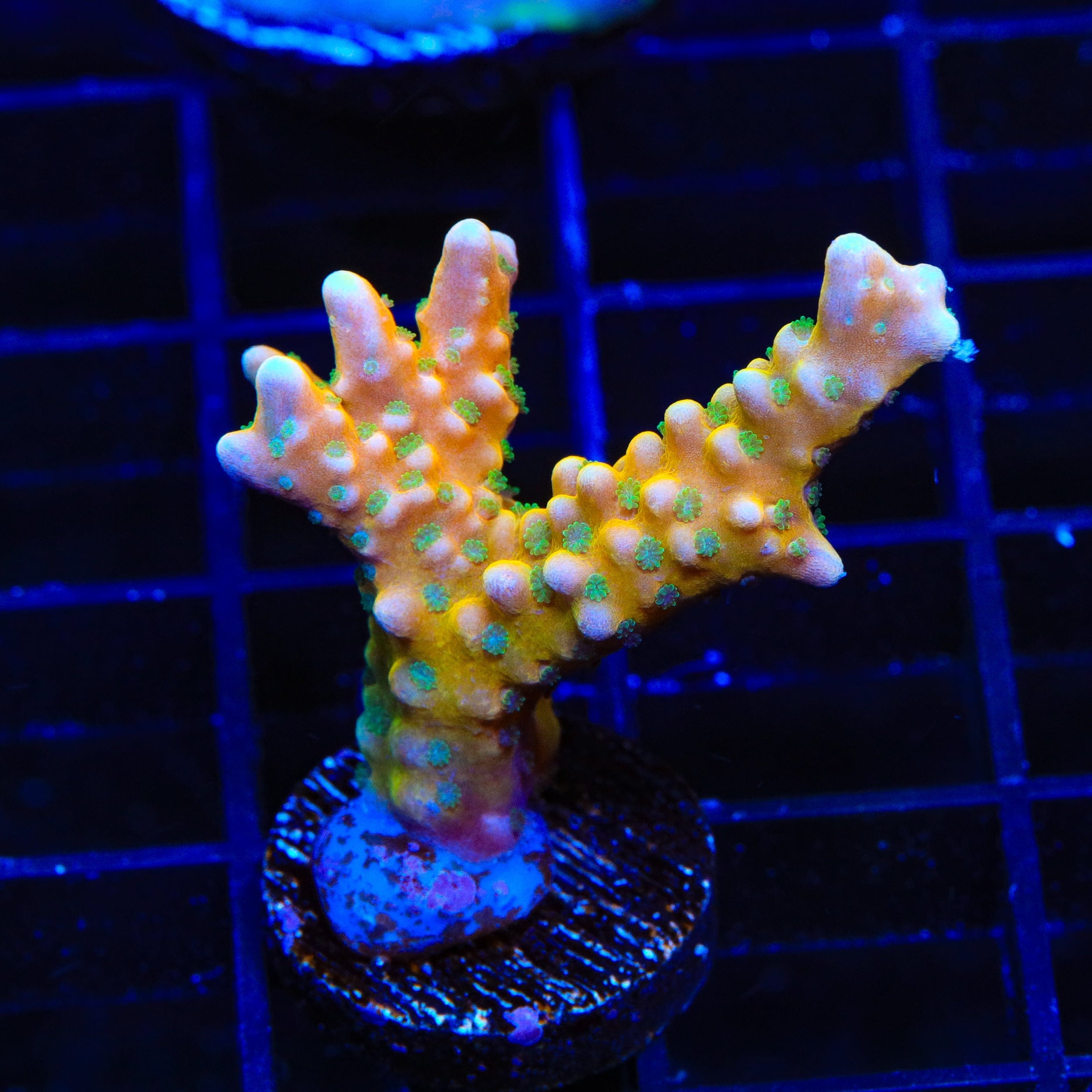 RRC Tropicana Anacropora Coral – Top Shelf Aquatics