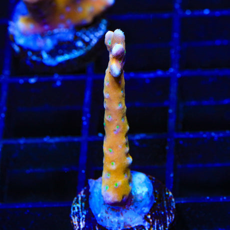 RRC Tropicana Anacropora Coral