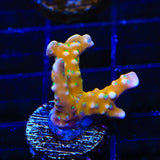 RRC Tropicana Anacropora Coral