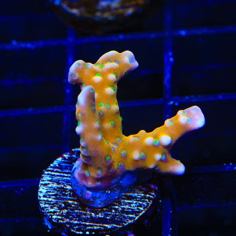 RRC Tropicana Anacropora Coral