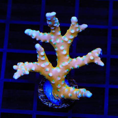 RRC Tropicana Anacropora Coral
