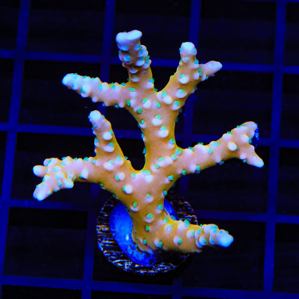 RRC Tropicana Anacropora XL Frag Coral