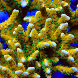 RRC Tropicana Anacropora Coral
