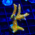 RRC Tropicana Anacropora XL Frag Coral