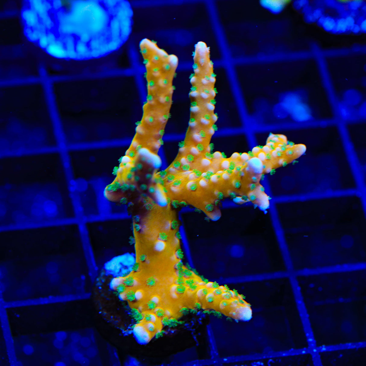 RRC Tropicana Anacropora XL Frag Coral