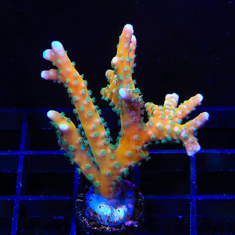 RRC Tropicana Anacropora XL Frag Coral