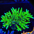 RRC Wonderland Acropora Colony Coral