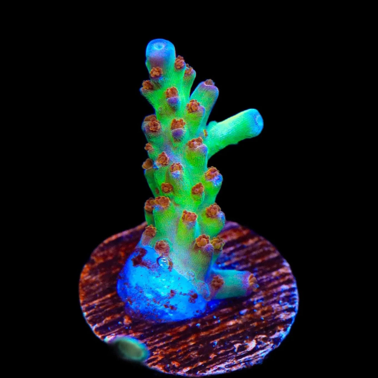 RRC Wonderland Acropora Coral