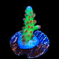 RRC Wonderland Acropora Coral