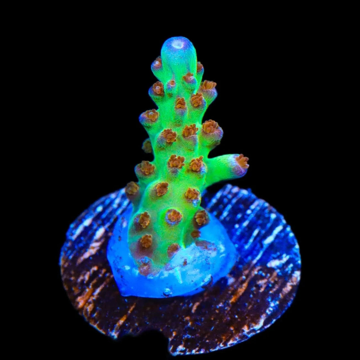 RRC Wonderland Acropora Coral