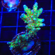 RRC Wonderland Acropora Coral