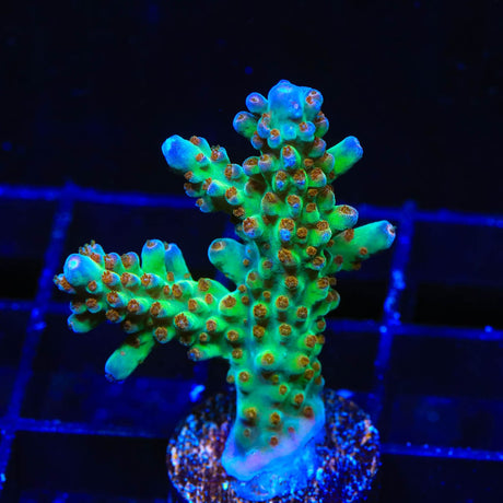 RRC Wonderland Acropora Coral