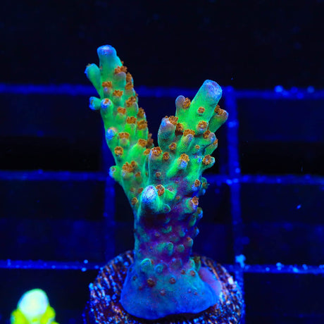 RRC Wonderland Acropora Coral