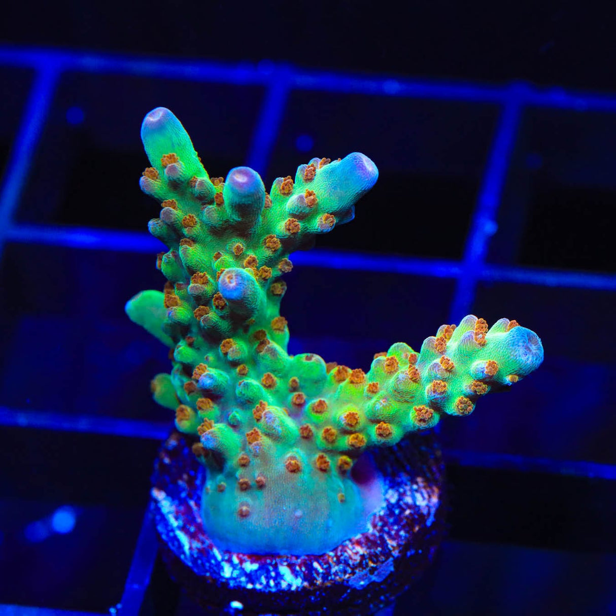 RRC Wonderland Acropora Coral
