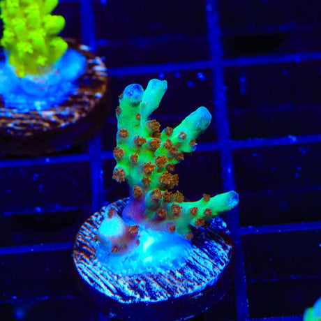 RRC Wonderland Acropora Coral