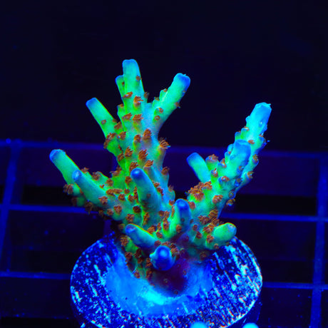 RRC Wonderland Acropora Coral