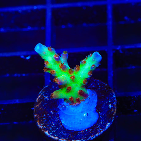 RRC Wonderland Acropora Coral