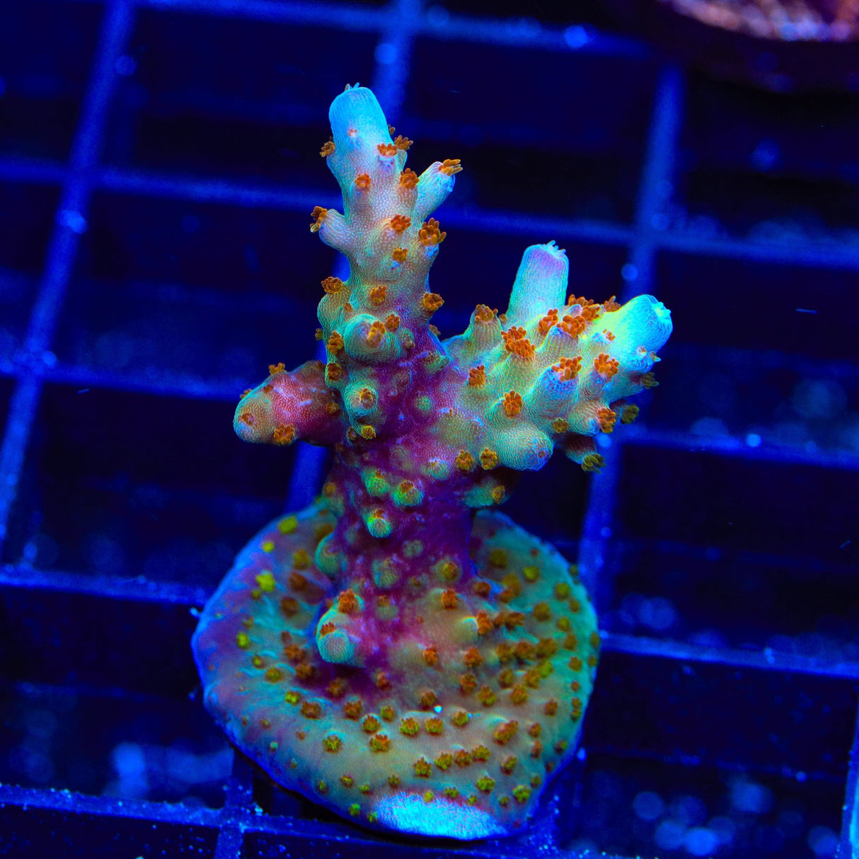 RRC Wonderland Acropora XL Frag Coral