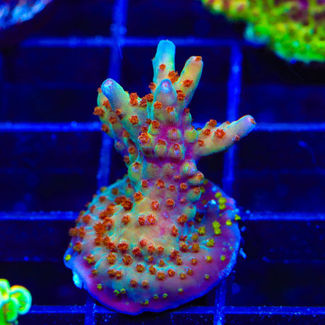 RRC Wonderland Acropora XL Frag Coral