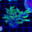 RRC Wonderland Acropora XL Frag Coral