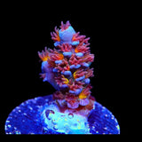 RRUSA Angry Birds Acropora Coral