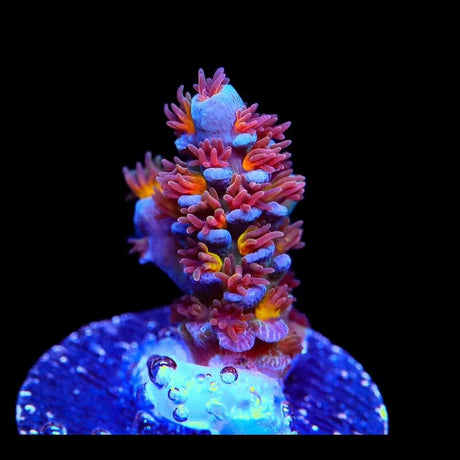 RRUSA Angry Birds Acropora Coral