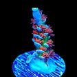 RRUSA Angry Birds Acropora Coral