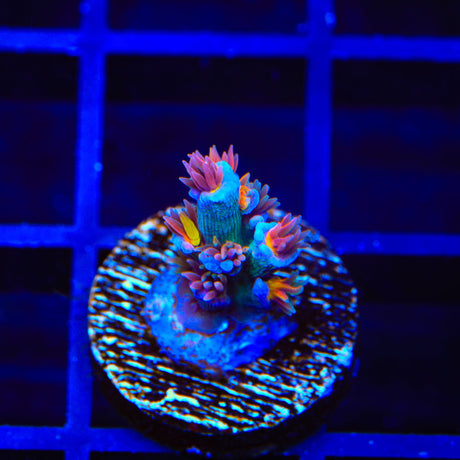 RRUSA Angry Birds Acropora Coral