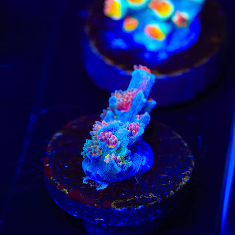 RRUSA Angry Birds Acropora Coral