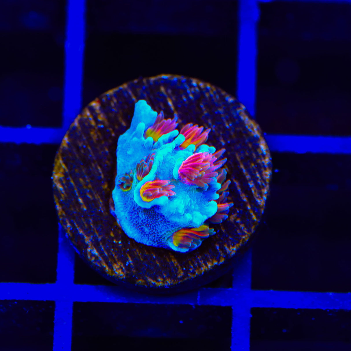 RRUSA Angry Birds Acropora Coral