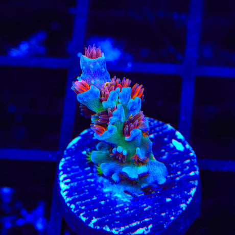 RRUSA Angry Birds Acropora Coral
