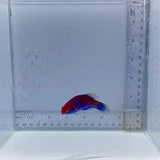 Ruby Head Fairy Wrasse Fish