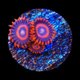 Safecracker Zoanthids Coral