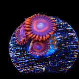 Safecracker Zoanthids Coral