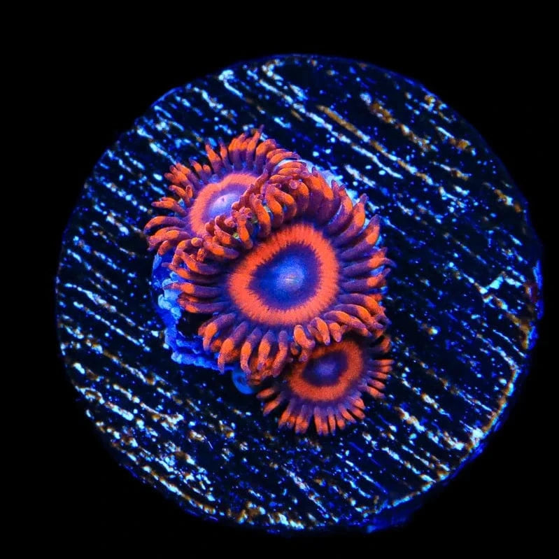 Safecracker Zoanthids Coral