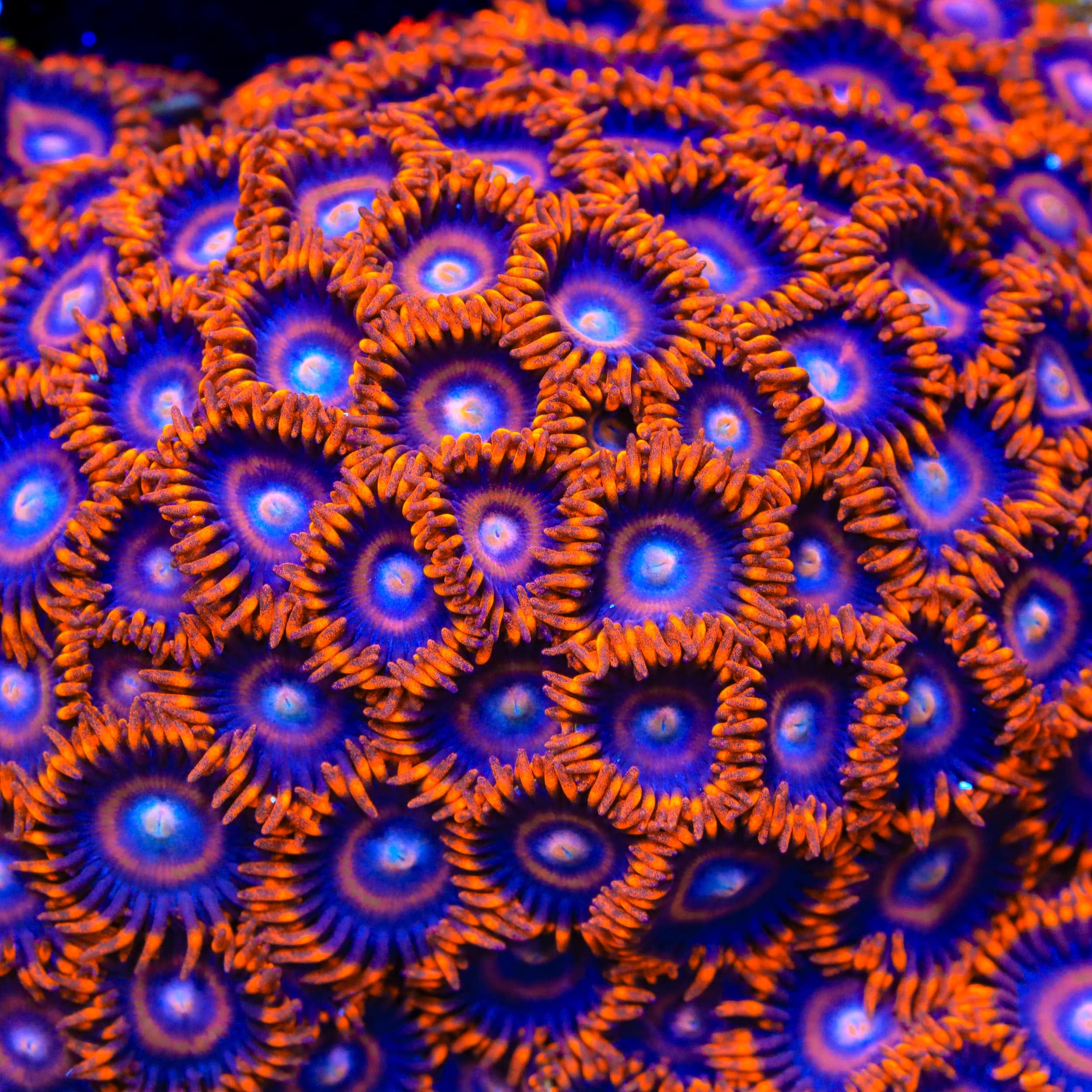 TSA Safecrackers Zoanthids Coral – Top Shelf Aquatics