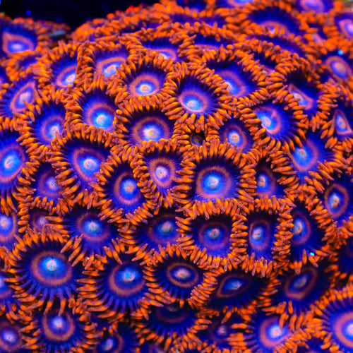 Safecracker Zoanthids Coral