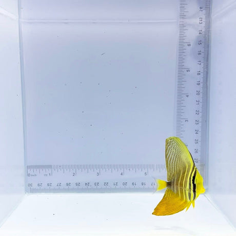Sailfin Tang (Zebrasoma veliferum)