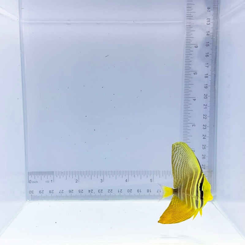 Sailfin Tang (Zebrasoma veliferum)