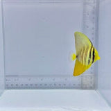Sailfin Tang (Zebrasoma veliferum)