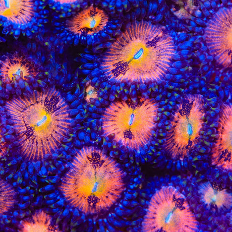 Sakuras Zoanthids Coral