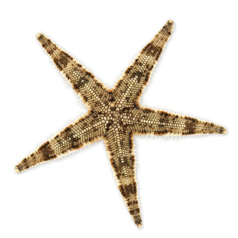 Sand Sifting Starfish – Archaster typicus