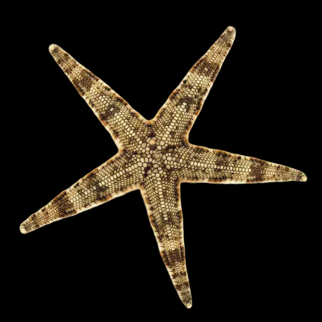 Sand Sifting Starfish PreBF
